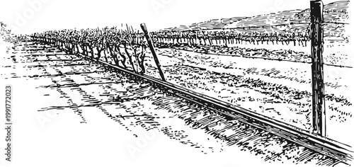 vineyard rows with bare grapevines supported by trellis system in winter field landscape