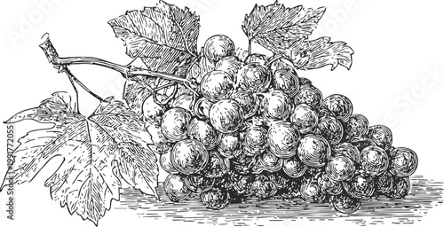 Vintage illustration of ripe grape cluster with leaves and vine branch detailed botanical drawing