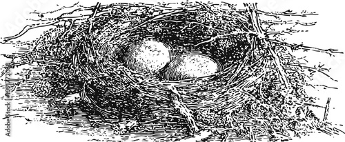 Bird nest with two eggs resting on natural ground surrounded by twigs and leaves