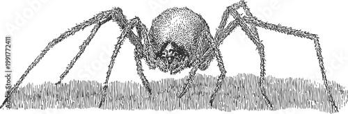 black and white detailed illustration of a spider with long legs standing on textured ground