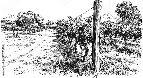 Vineyard rows with grapevines supported by wooden posts and wires in rural landscape