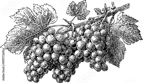 Black and white vintage illustration of ripe grape clusters hanging on vine with leaves