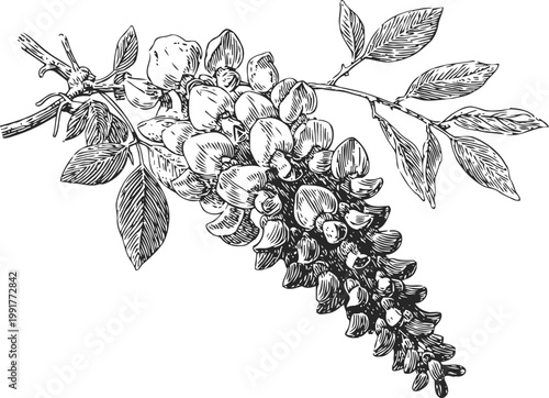 Detailed botanical illustration of flowering wisteria branch with leaves and cascading blossoms