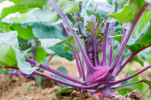 Kohlrabi growing in a garden under natural light during the day time
