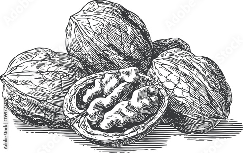 hand drawn walnuts illustration detailed walnut nuts with shell and kernel in vintage engraving