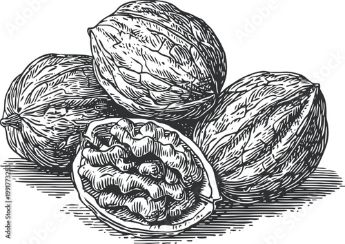 Detailed black and white illustration of whole and cracked walnuts with textured shells and kernel inside