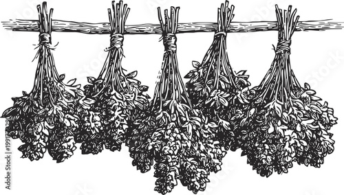 bunches of herbs hanging to dry hand drawn vintage culinary and medicinal plant bundles tied with string