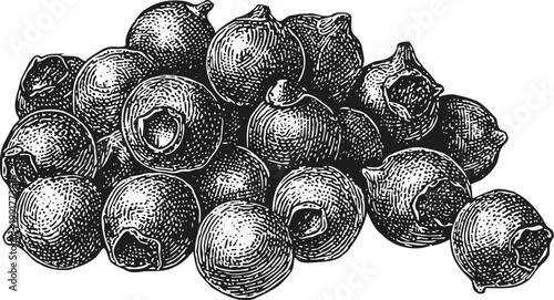 hand drawn blueberries sketch vintage fresh berries detailed illustration with shading and texture