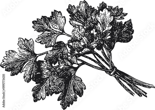 Hand drawn bunch of fresh parsley herb with detailed leaves and stems illustration in black and white