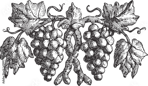 Vintage grapevine illustration with bunches of grapes and detailed vine leaves