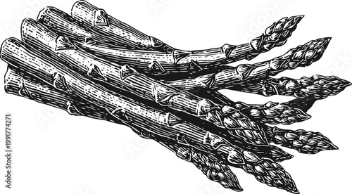 Hand drawn asparagus bundle vintage engraved vegetable illustration fresh garden harvest food sketch