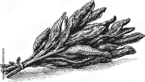 dried seaweed bundle detailed black and white vintage engraving illustration
