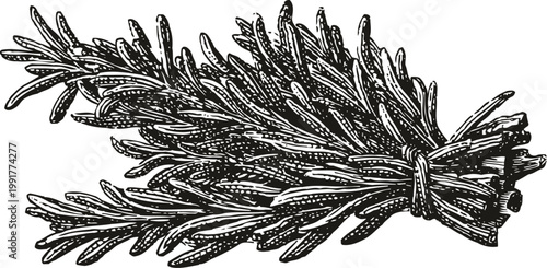 Bunch of rosemary herb bundle hand drawn vintage botanical illustration black and white