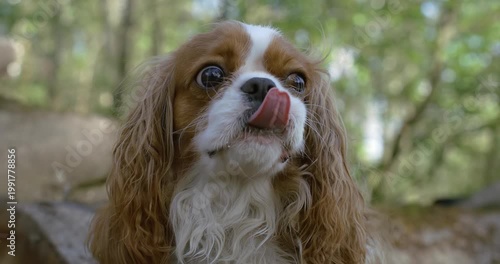Cavalier King Charles Spaniel. Shot on super slow motion camera 1000 fps.