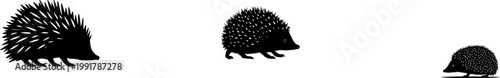 A solitary hedgehog rolls into a ball, showcasing its striking bicolored quills in exquisite detail against a pristine white backdrop