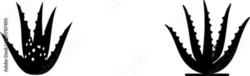 An ultra-realistic photograph of an Aloe Vera sprout showcases its tiny, fleshy, jaggged leaves with white spots, perfectly isolated on a pure white background