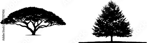 A mature Western Hemlock stands gracefully with its weeping leader and lush foliage, set against a pristine white backdrop, exuding an aura of serene natural beauty