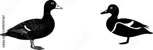 This exquisite ultra-realistic photograph captures the serene elegance of a single Cayuga duck, its solid black feathers adorned with a mesmerizing beetle-green sheen, set against a pristine white