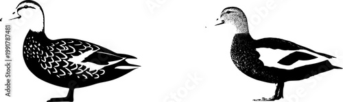 A stunning ultra-realistic photograph captures an elegant Blue Swedish duck, showcasing its pristine grey-blue feathers and distinctive white bib on a pure white background