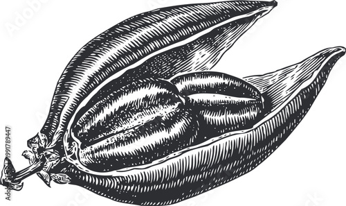 cocoa pod with beans inside hand drawn botanical illustration of cacao fruit, seeds and peel vintage chocolate ingredient sketch