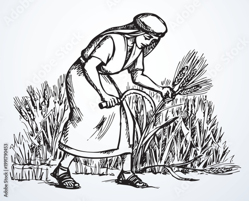 Vector drawing. Woman reaps a wheat