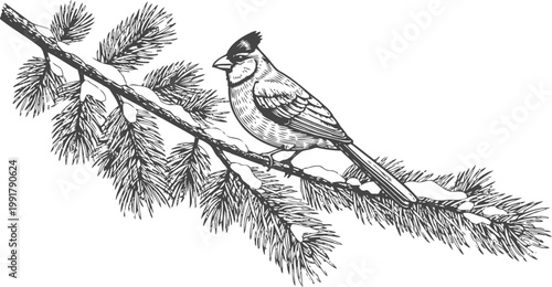Black and white illustration of a cardinal bird perched on a snow covered pine tree branch
