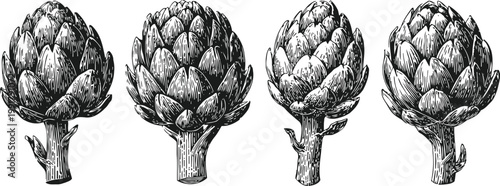 hand drawn artichokes set four detailed vintage botanical illustrations of artichoke heads with stems