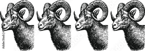 Four detailed hand drawn bighorn sheep heads with curved horns in black and white vintage