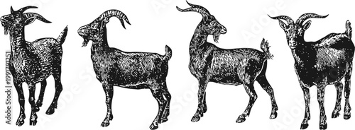 Four detailed black ink illustrations of goats standing in various poses, vintage engraving