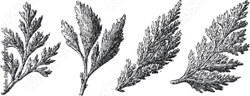 Black and white botanical illustration of four different fern leaf branches with detailed textures