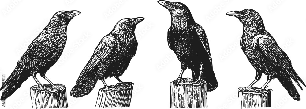 Obraz premium Four detailed black raven illustrations perched on wooden stumps, vintage bird drawings
