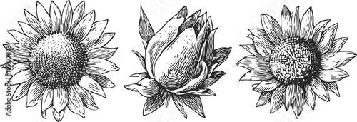 hand drawn vintage sunflower illustrations three detailed botanical sketches of blooming sunflower flowers