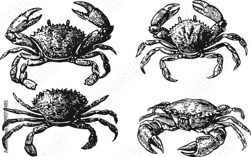 detailed crab illustrations in black and white four different crab poses with claws raised and side views marine life sketch artwork