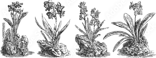 Vintage botanical illustration of four different wildflowers growing on rocky soil in black and white