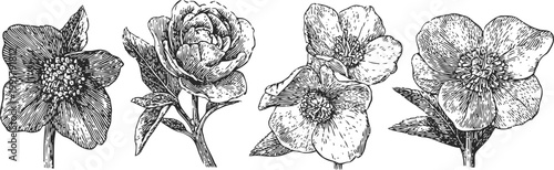 Vintage hand drawn hellebore flower illustrations set with detailed petals and leaves line art