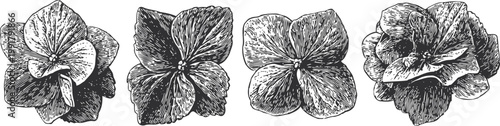 Vintage botanical illustration of hydrangea flowers in detailed ink drawing