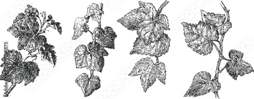 Vintage botanical illustration of grapevine leaves and tendrils in black and white ink drawing