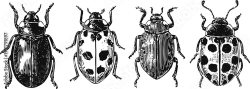 vintage engraved beetles set insect illustration with detailed larva and different species entomology collection