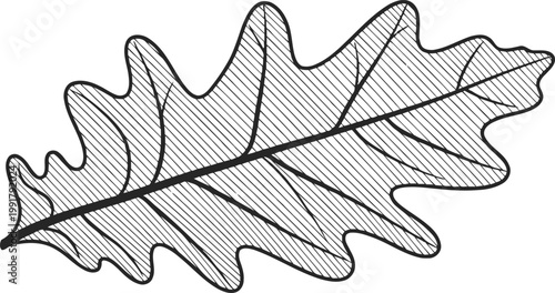 Oak leaf illustration with detailed veins and shading, natural botanical sketch design
