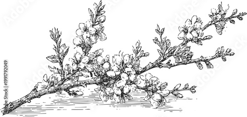 Delicate flowering branch with cherry blossoms and buds hand drawn floral botanical sketch