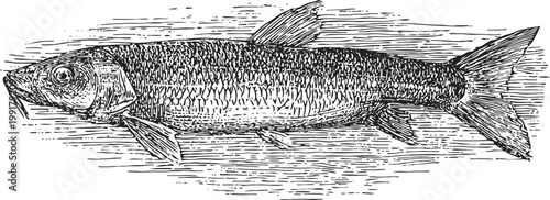 Vintage fish illustration with detailed scales and fins, black and white aquatic animal drawing