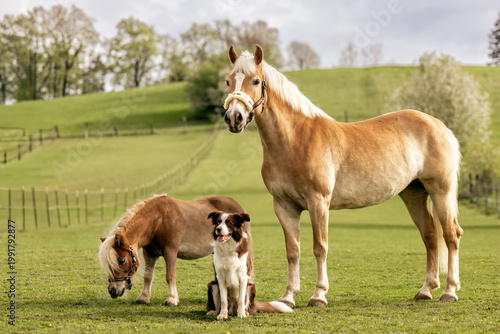 Fotografie Haflinger horse Shetland pony and Border Collie on spring pasture showing multi