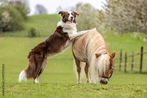 Photography Border Collie standing with front paws on a Shetland pony gelding while the pony