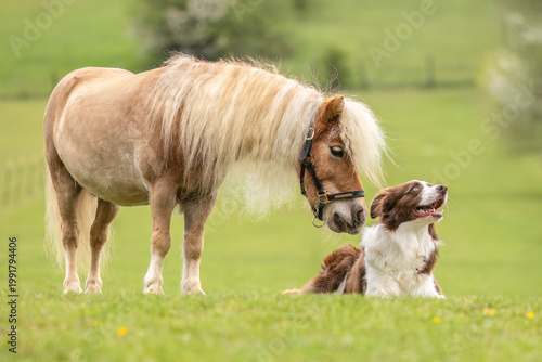 Photography Relaxed Border Collie lying in grass beside a grazing Shetland pony gelding in a
