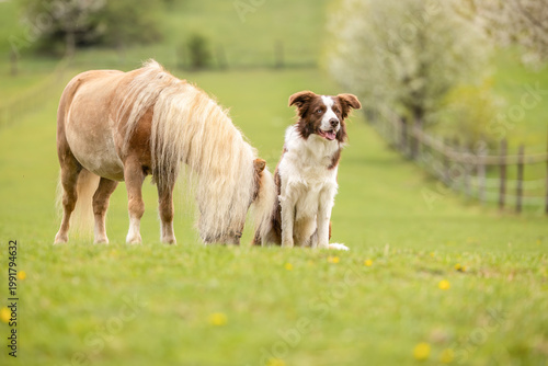 Φωτογραφία Relaxed Border Collie lying in grass beside a grazing Shetland pony gelding in a
