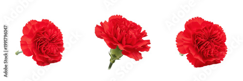 A beautiful red carnation flower isolated on white background high resolution nature photography for floral decoration and gardening and botanical study and romantic gift celebration concept visuals.