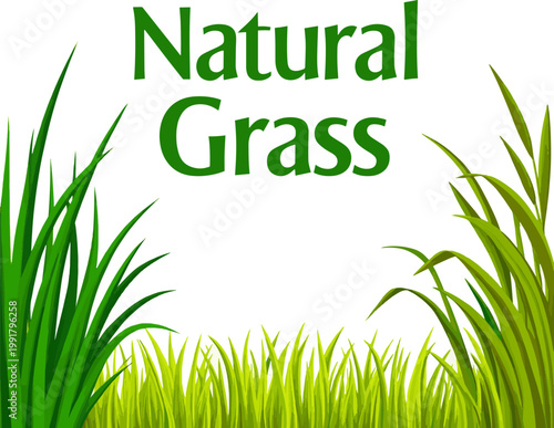 Create a realistic kinds of deferent 2D grass bored vector art with white background..