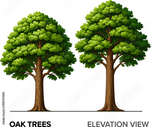 Create a realistic Oak trees in elevation view for use in architectural drawings - vector art with white background.