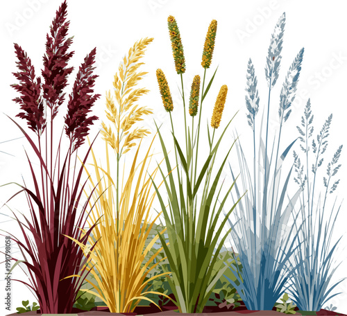 Create a realistic Set of colorful ornamental grasses in elevation view for architectural drawings vector art with white background.