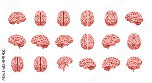 A comprehensive collection of eighteen human brain illustrations displayed from multiple anatomical angles and perspectives against a clean white background.